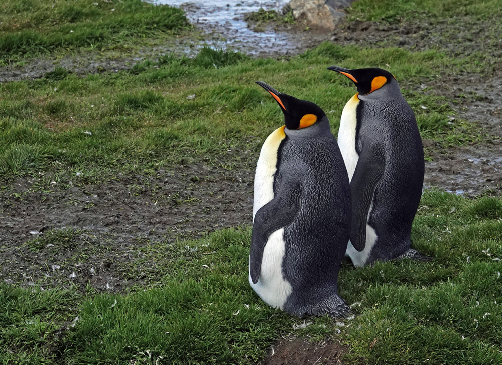 Volle Königspinguine