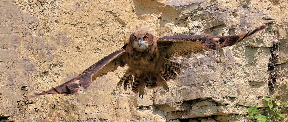 VOLLE KONZENTRATION BEIM ERSTFLUG