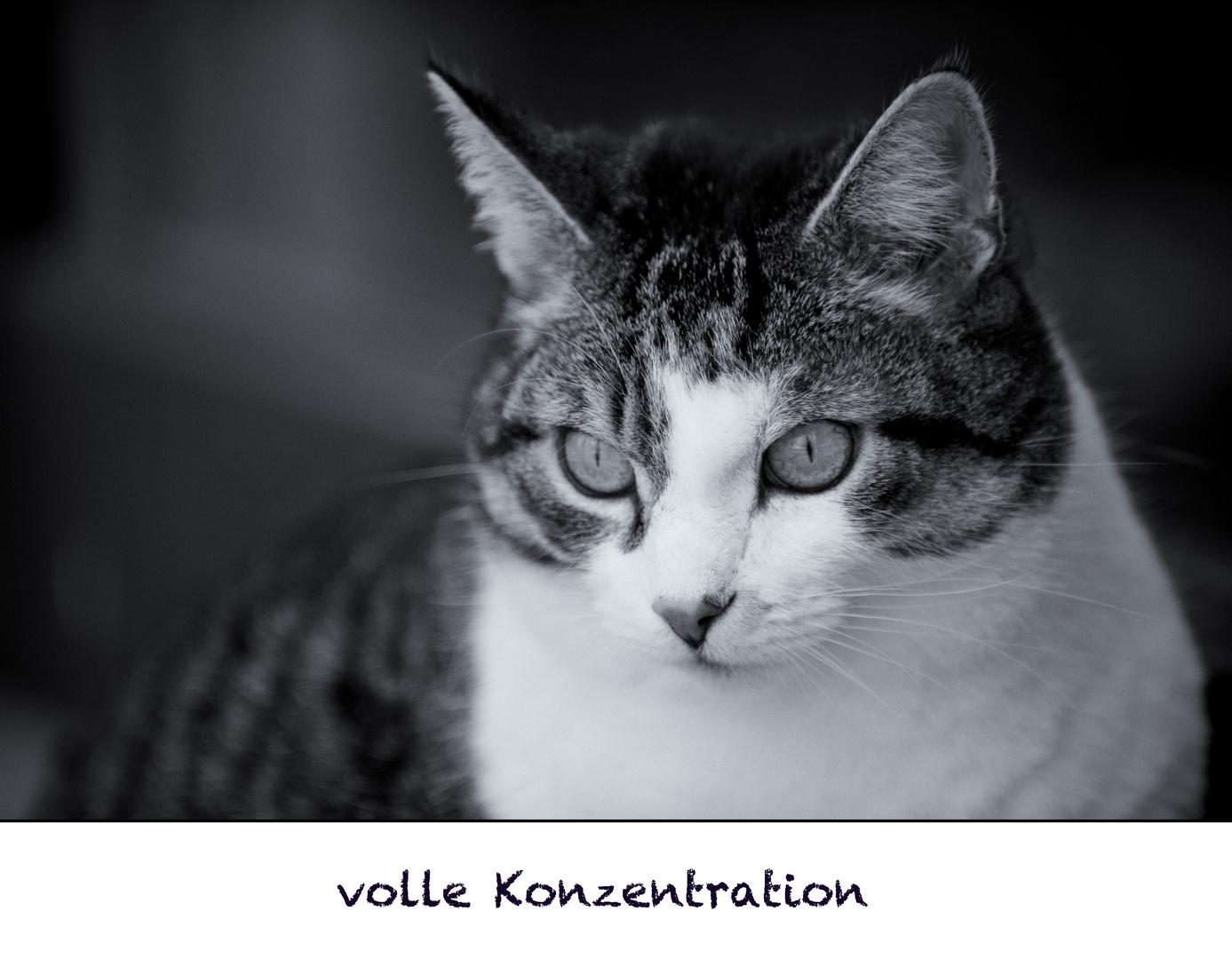 volle Konzentration