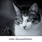 volle Konzentration