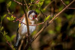 "VOLLE KONZENTRATION"