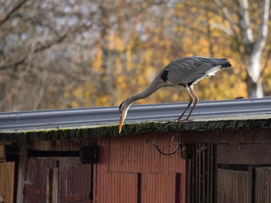 volle Konzentration...