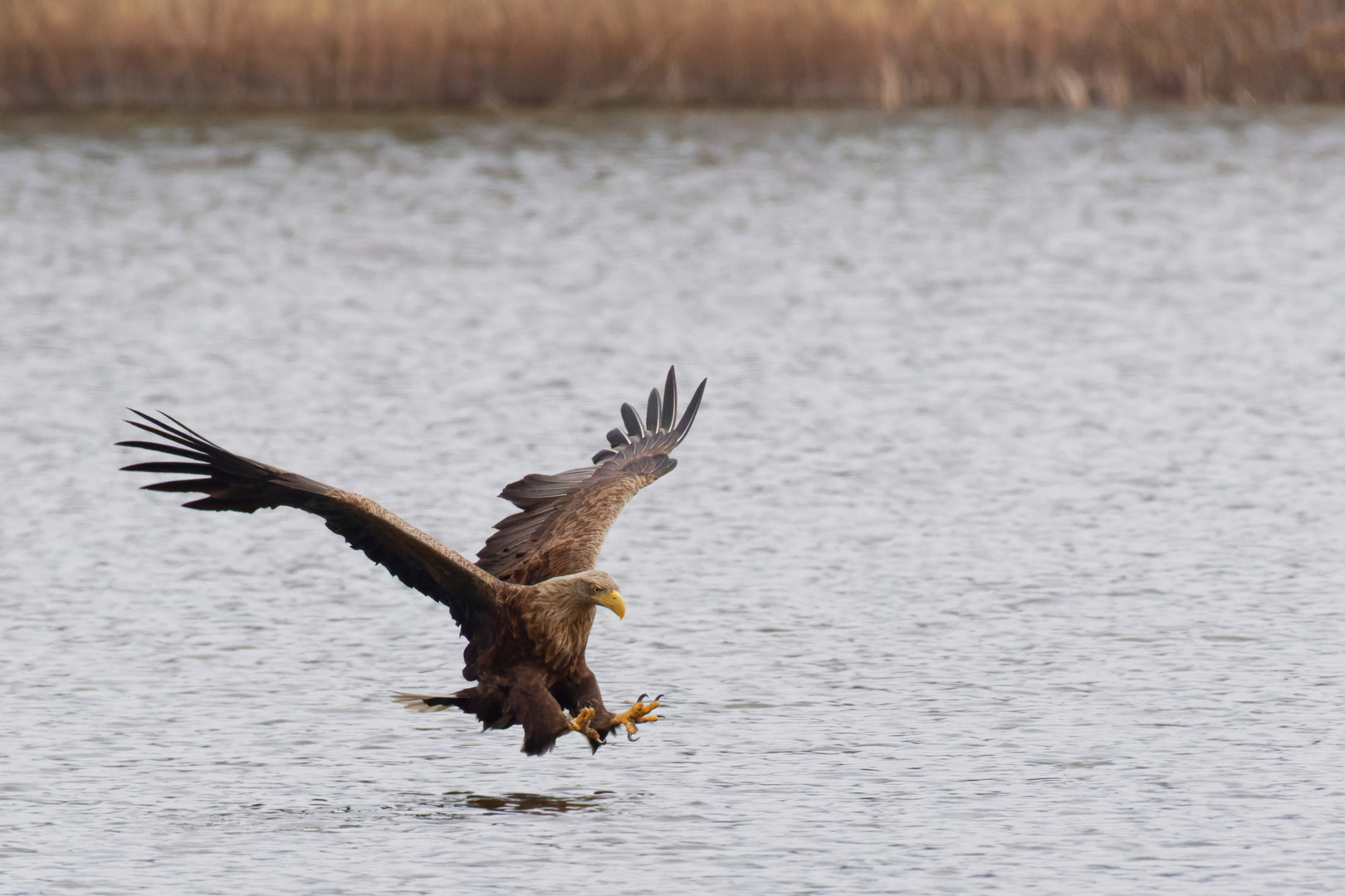 Volle Konzentration... Seeadler  (Haliaeetus albicilla)  vor dem Zugriff