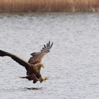 Volle Konzentration... Seeadler  (Haliaeetus albicilla)  vor dem Zugriff