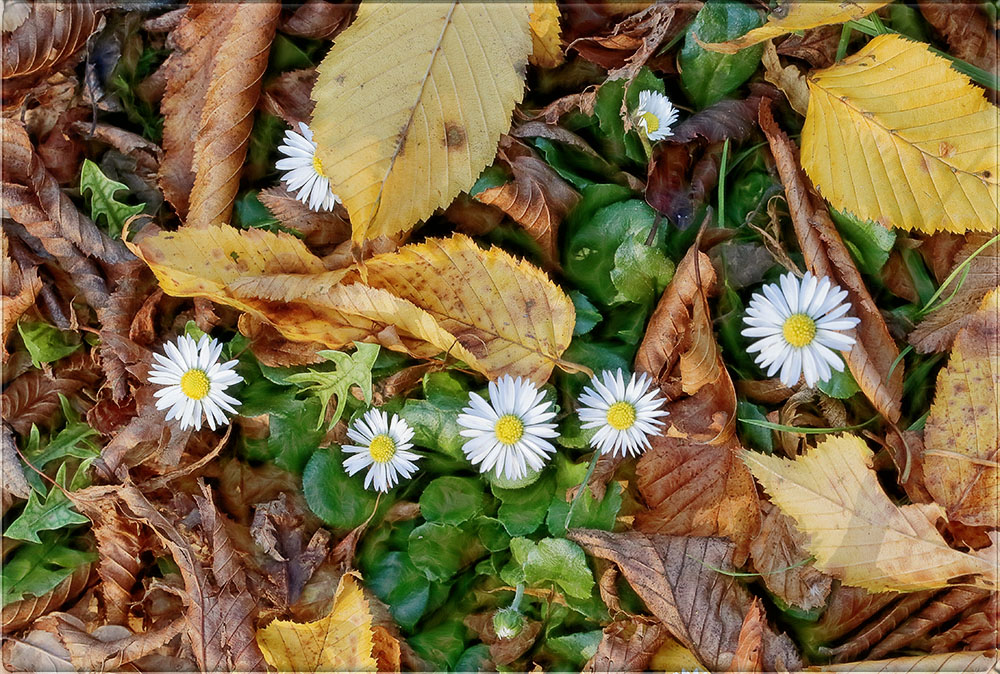 volle ladung herbst ...