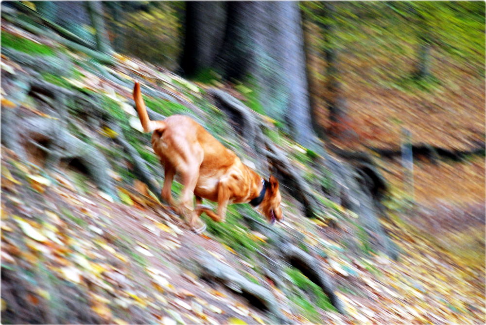 Volle Lotte durch den Westerwald!