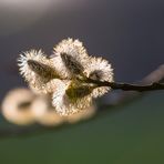 Volle Pollen