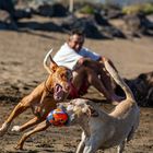 Volle Power am Hundestrand auf Lanzarote.