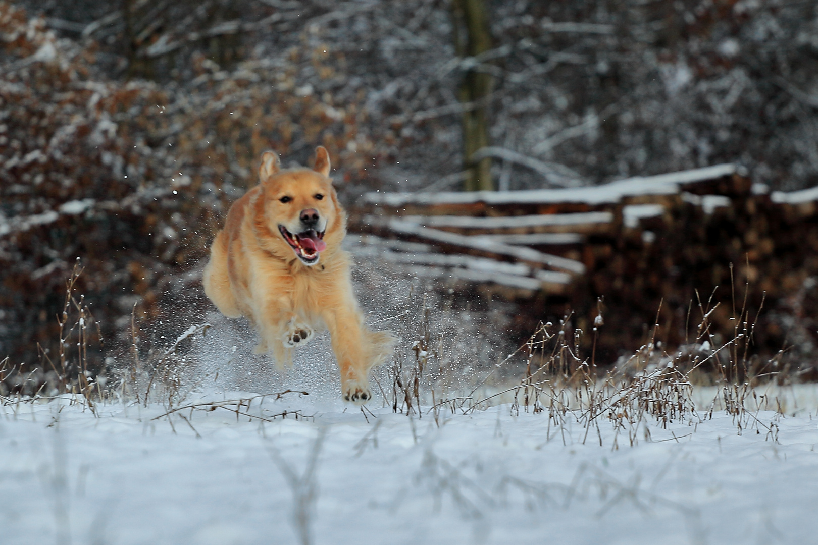 Volle Power im Halbflug im Schnee... Das ist Hundeleben pur!