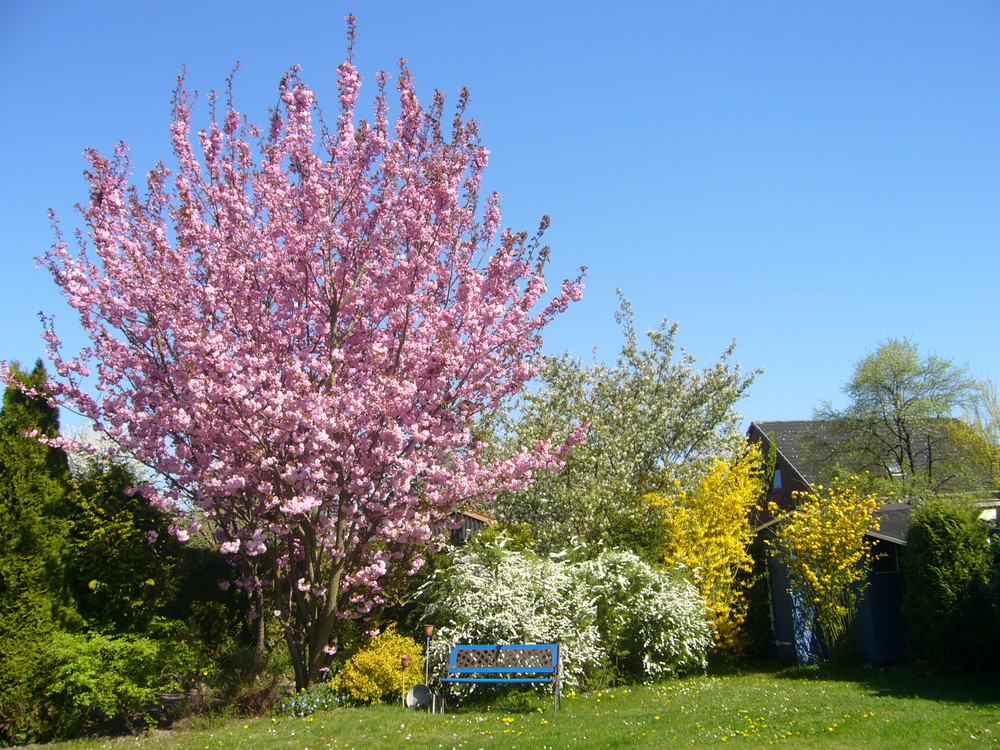 Volle Pracht im Garten