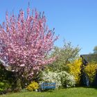 Volle Pracht im Garten