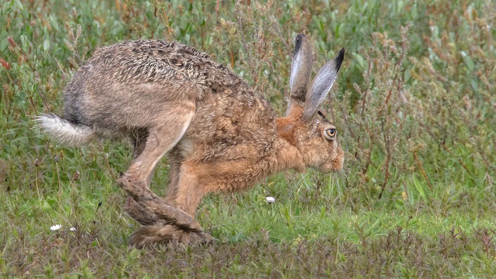 Volle Pulle Foto & Bild tiere, wildlife, säugetiere Bilder auf