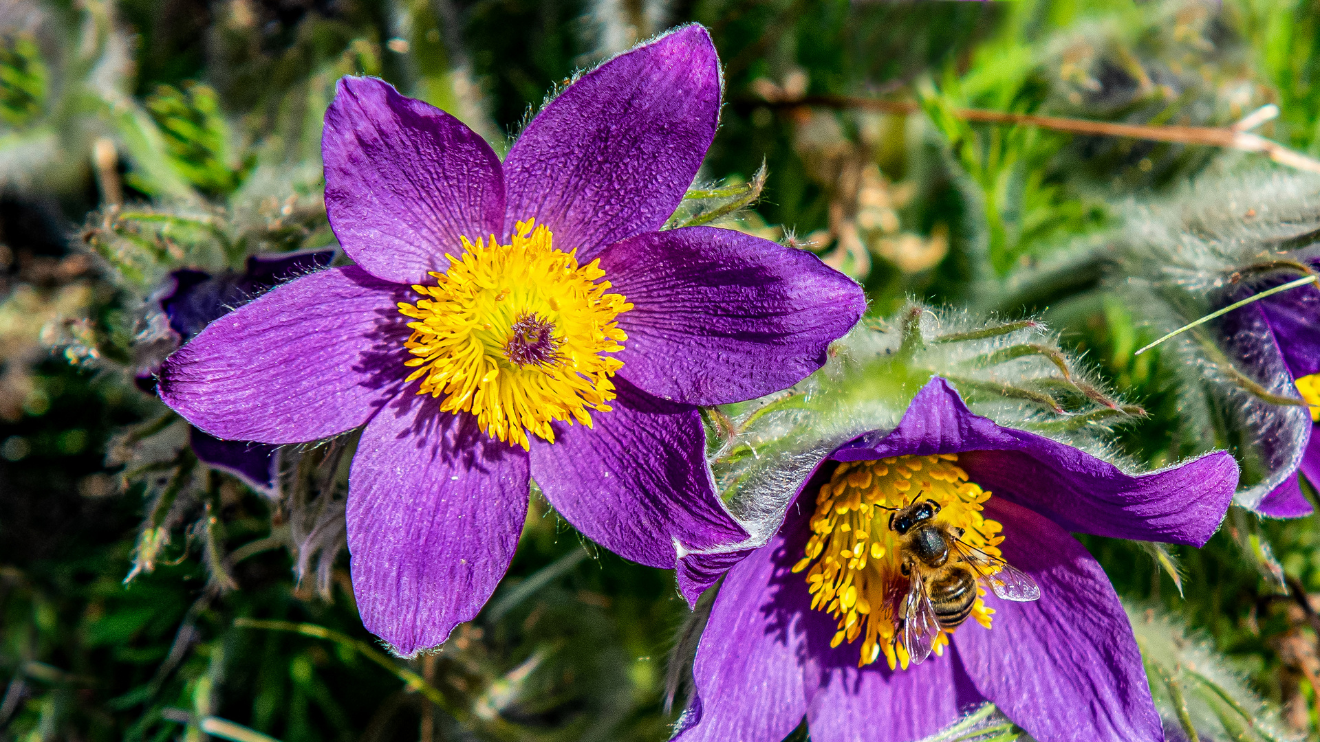 volle Pulle Frühling