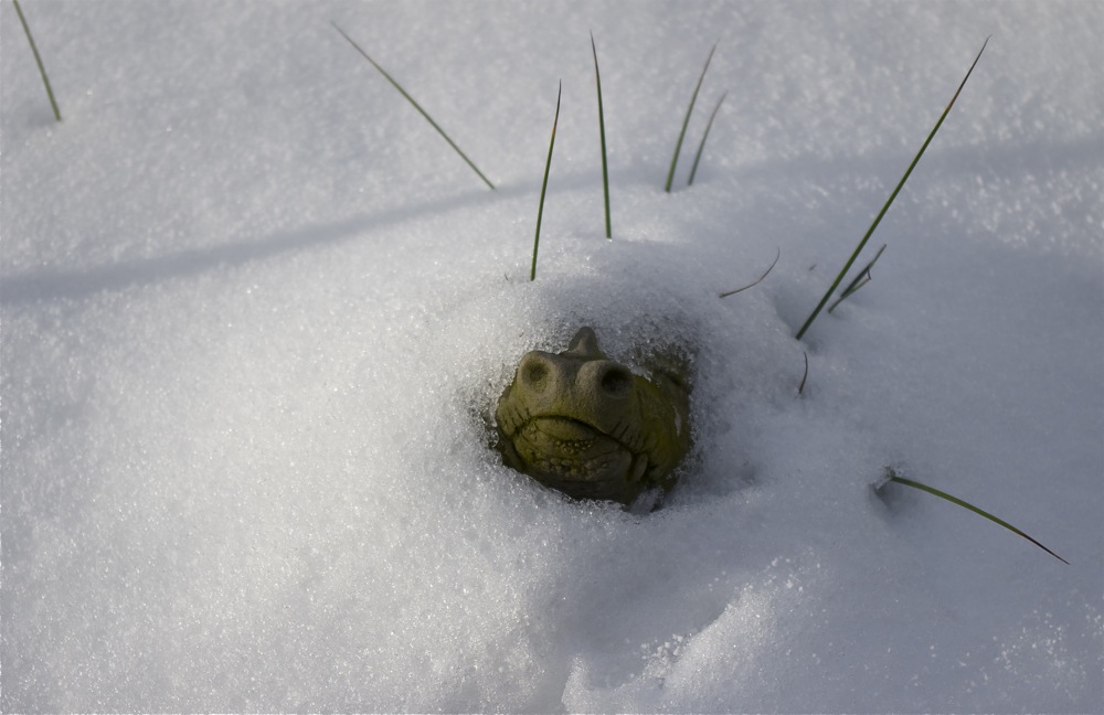 Volle Schneepackung für den kleinen Drachen