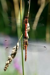 Volle Spannweite mal zwei