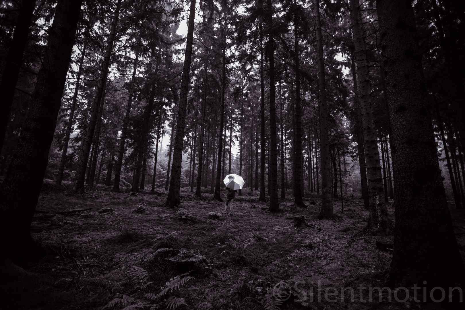 Vollendete Natur in Schwarz-Weiß