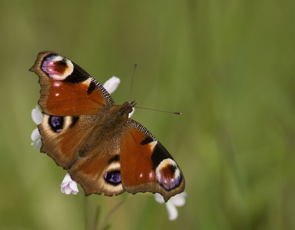 voller Anmut.....Peacock Butterfly