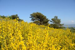 voller Blüte