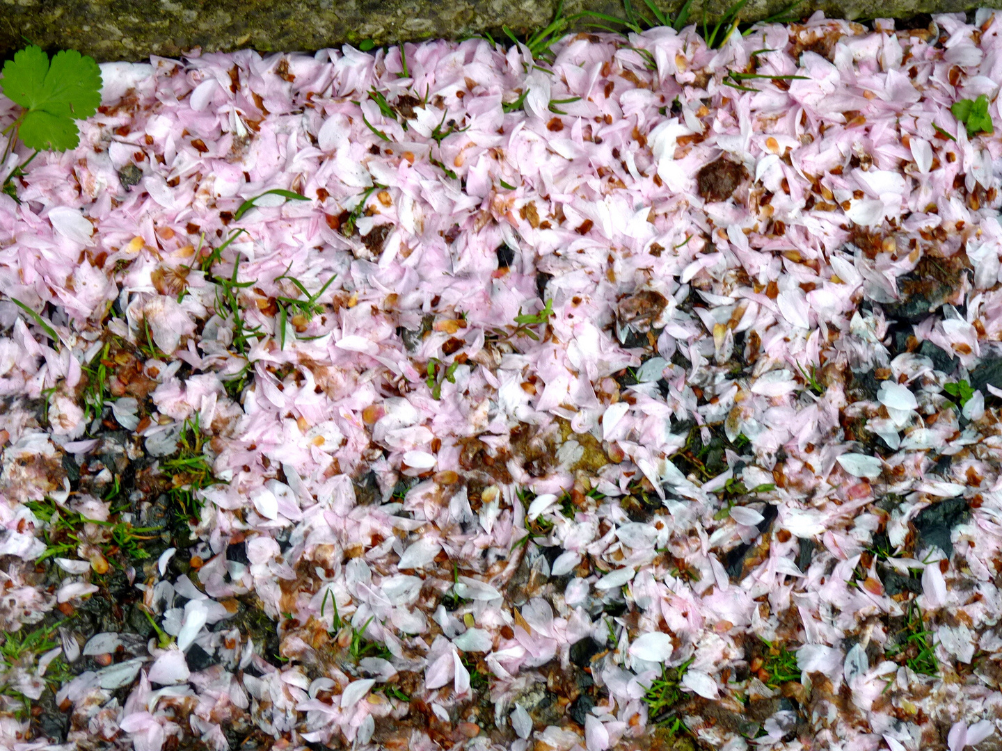 Voller Blüten für's Wochenende