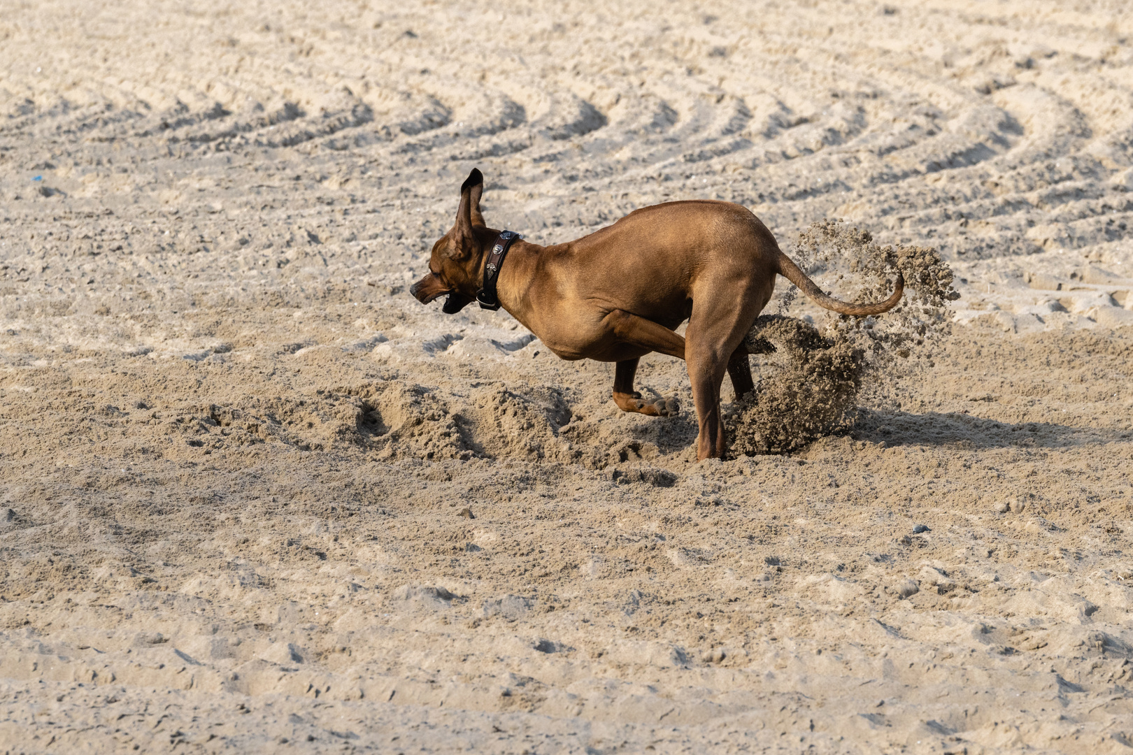 Voller Einsatz am Strand