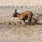 Voller Einsatz am Strand