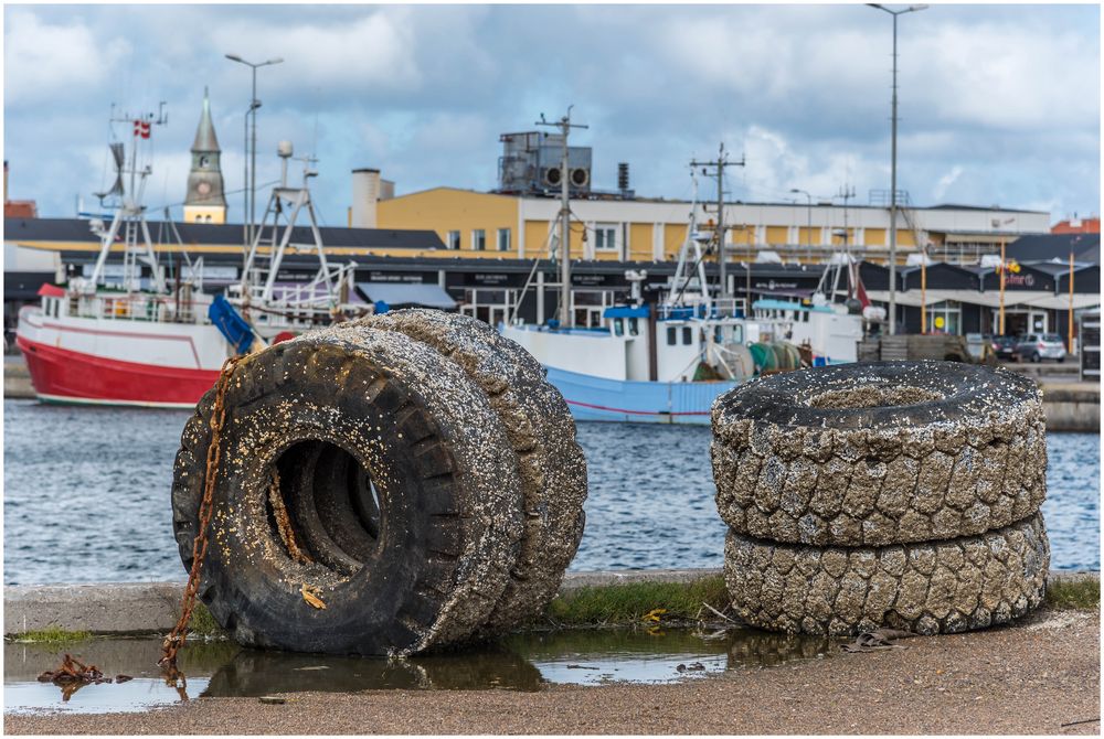 voller Muscheln