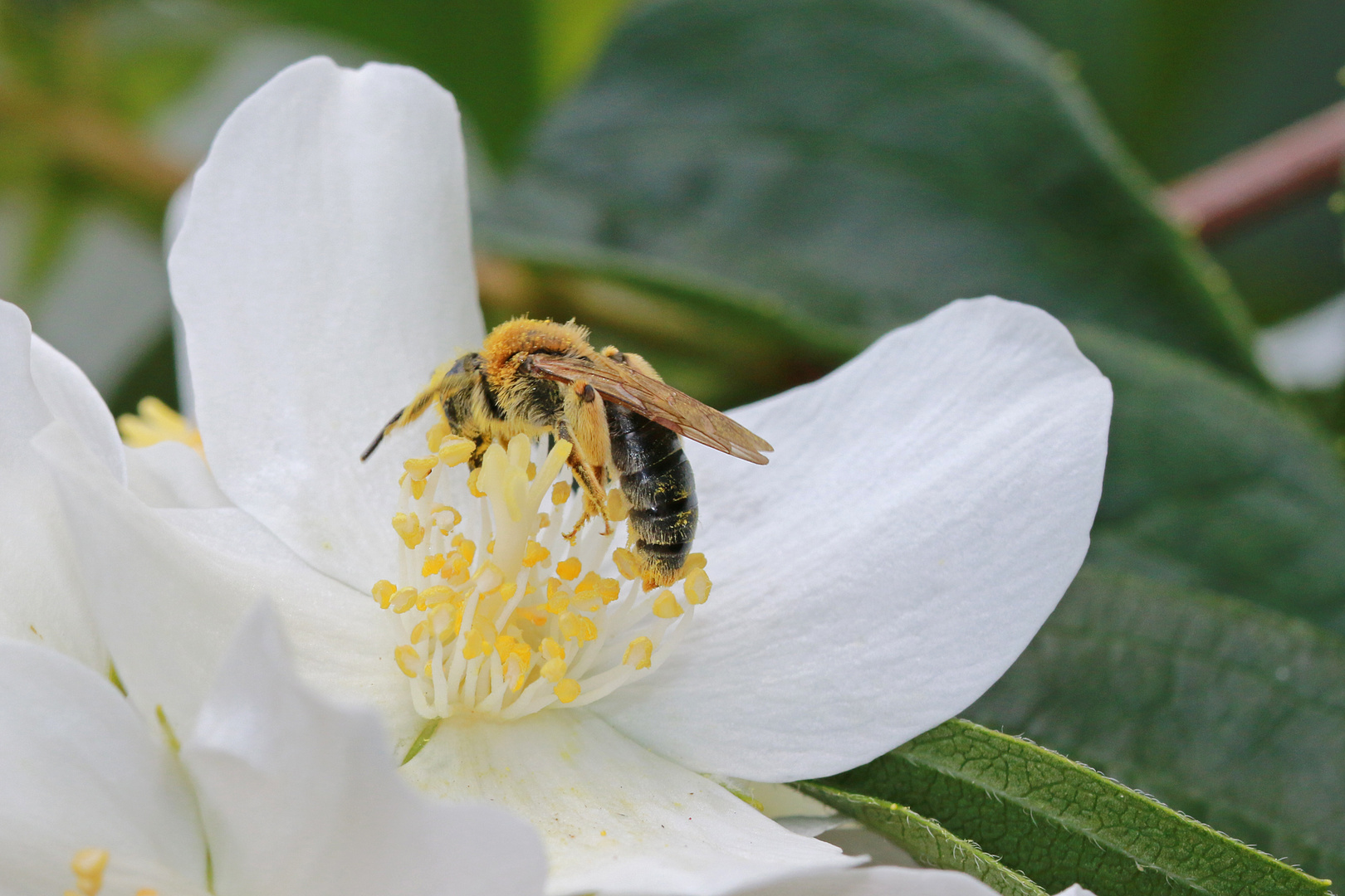 Voller Pollen