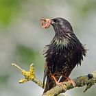 Voller Schnabel, Star (Sturnus vulgaris)