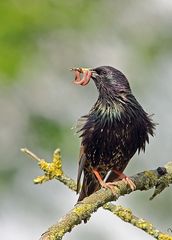 Voller Schnabel, Star (Sturnus vulgaris)