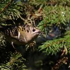 Voller Schnabel ... Wintergoldhähnchen ( Regulus regulus)