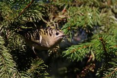 Voller Schnabel ... Wintergoldhähnchen ( Regulus regulus)