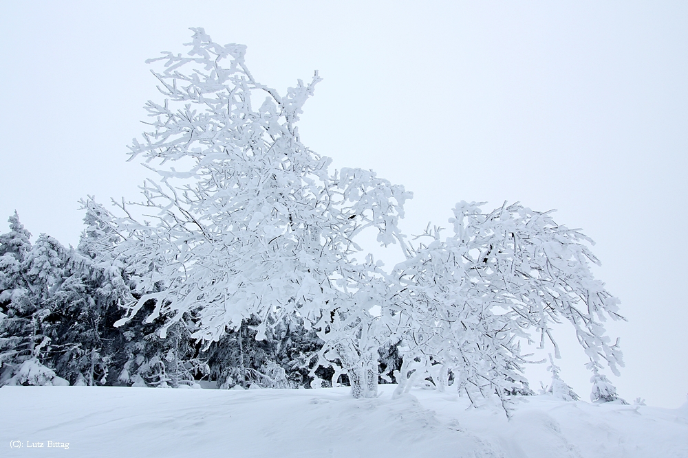 Voller Schnee