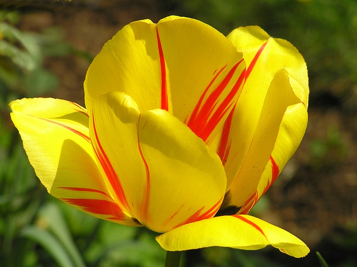 Vollerblühte Tulpe