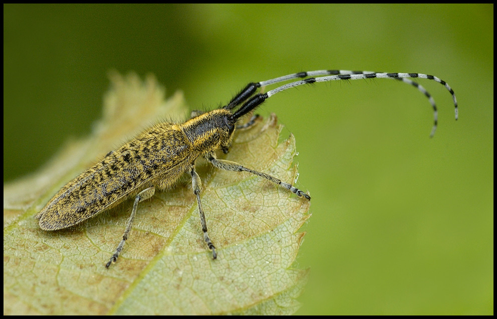 Volles Horn voraus - Scheckhornbock (Agapanthia villosoviridescens)