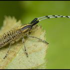 Volles Horn voraus - Scheckhornbock (Agapanthia villosoviridescens)