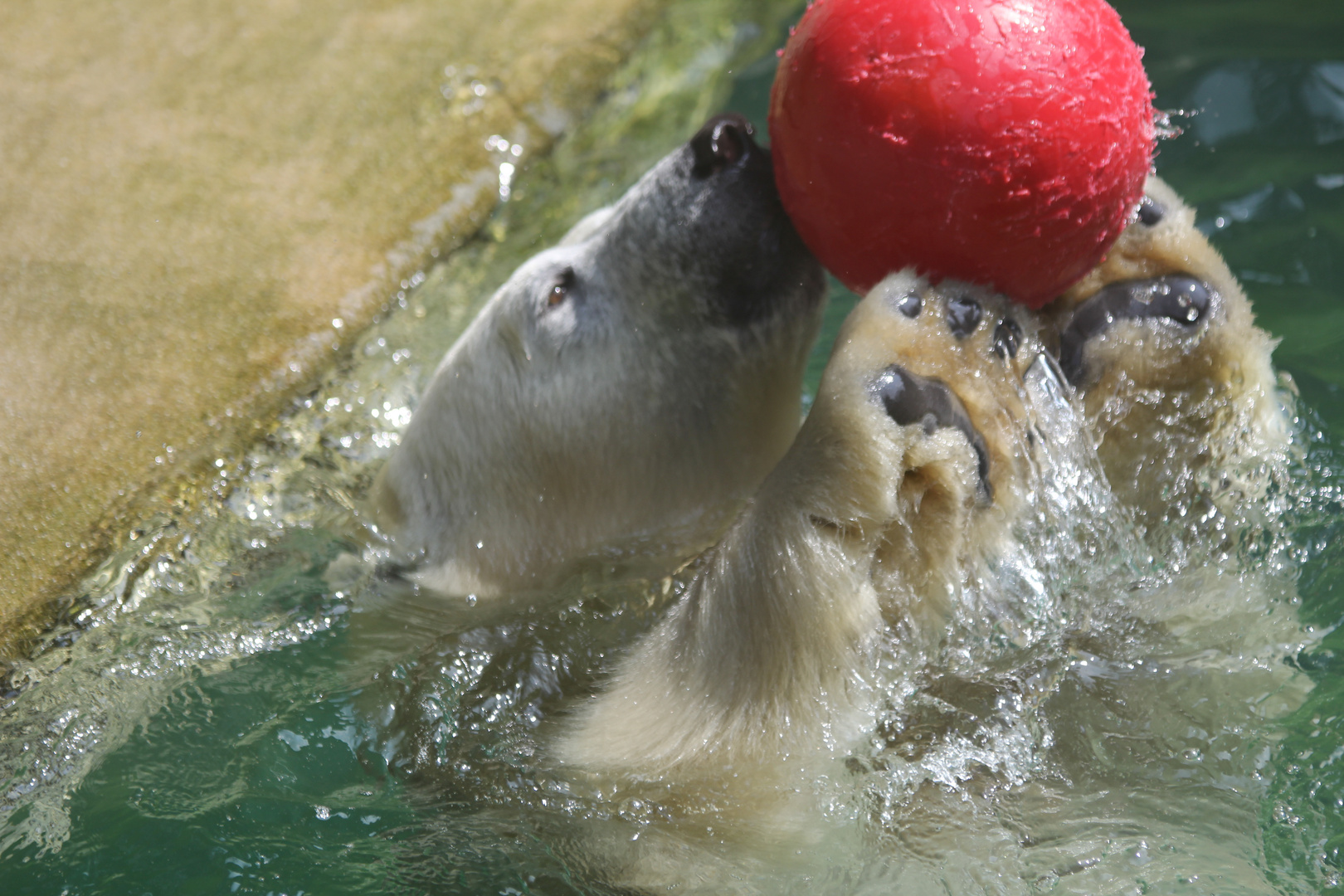 VolleyBär