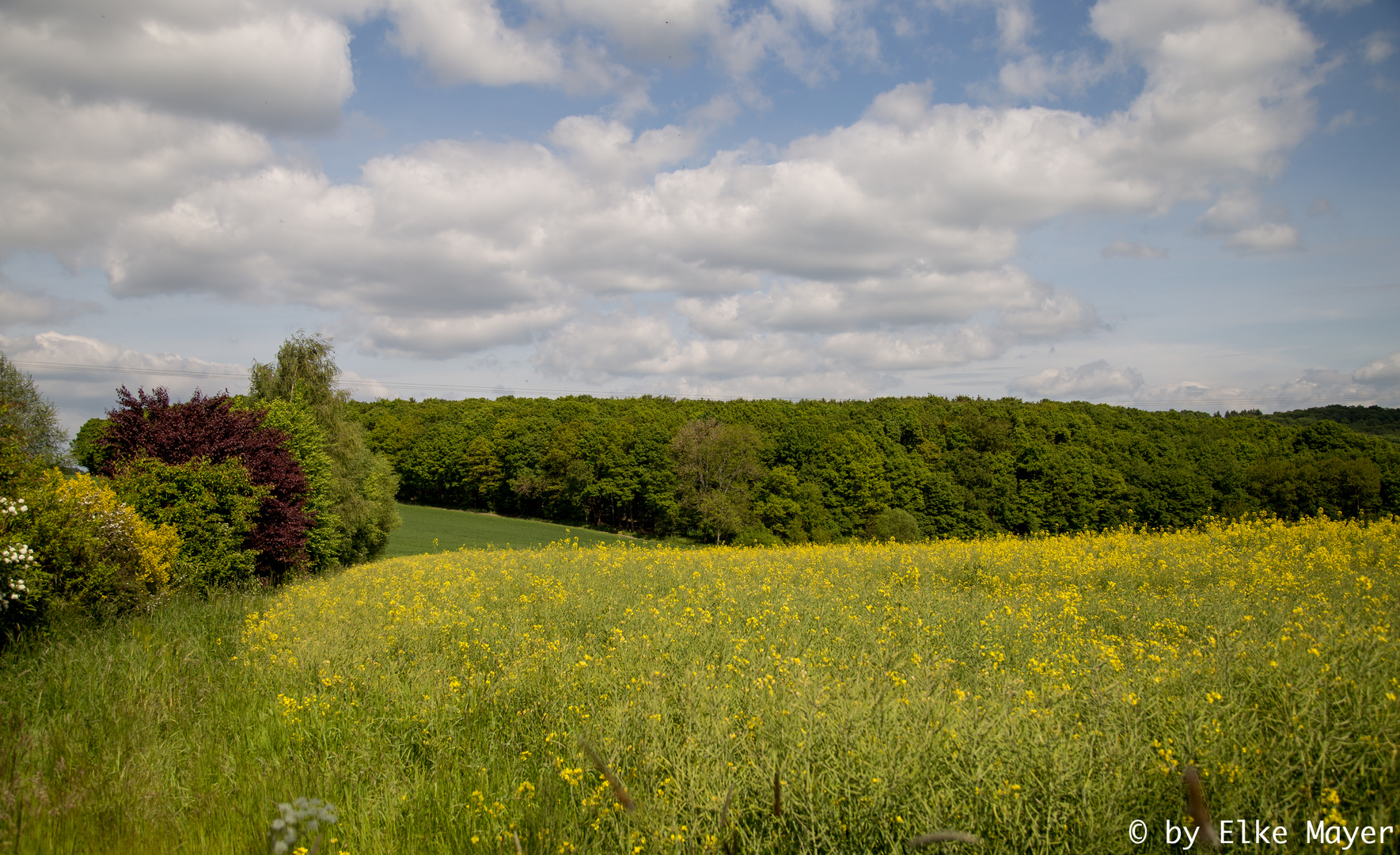 Vollfrühling