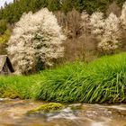 Vollfrühling im oberen Murgtal bei Forbach/Gausbach