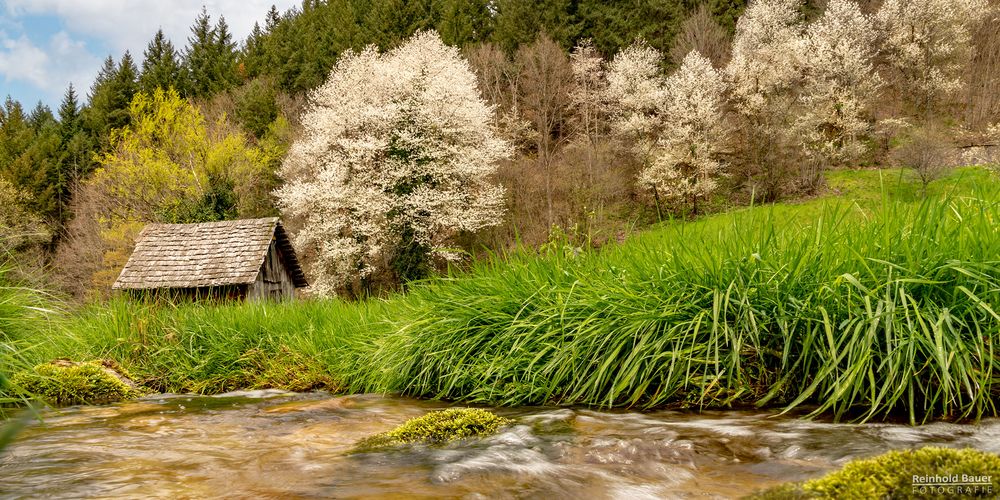 Vollfrühling im oberen Murgtal bei Forbach/Gausbach