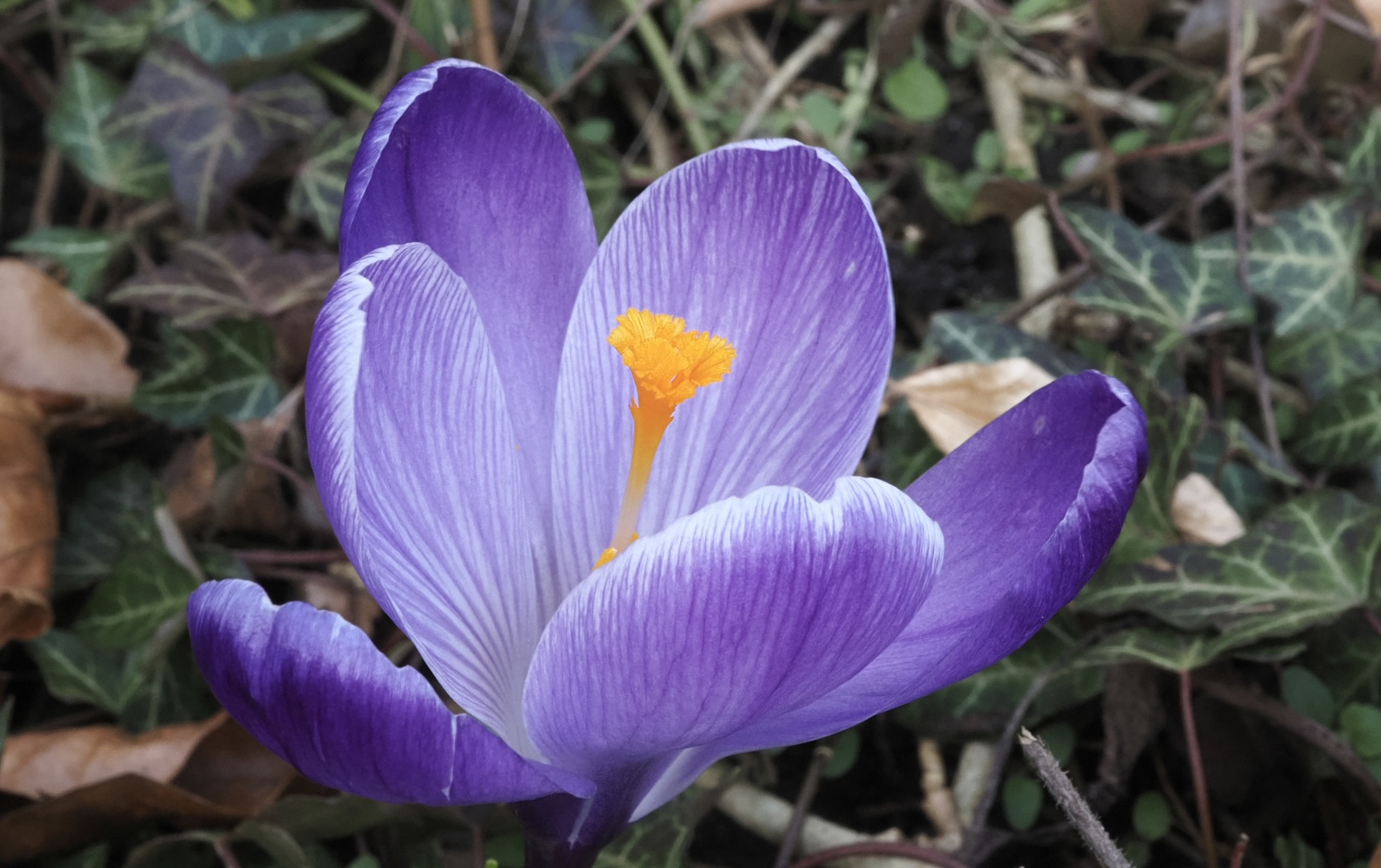 Vollgas für den Frühling 