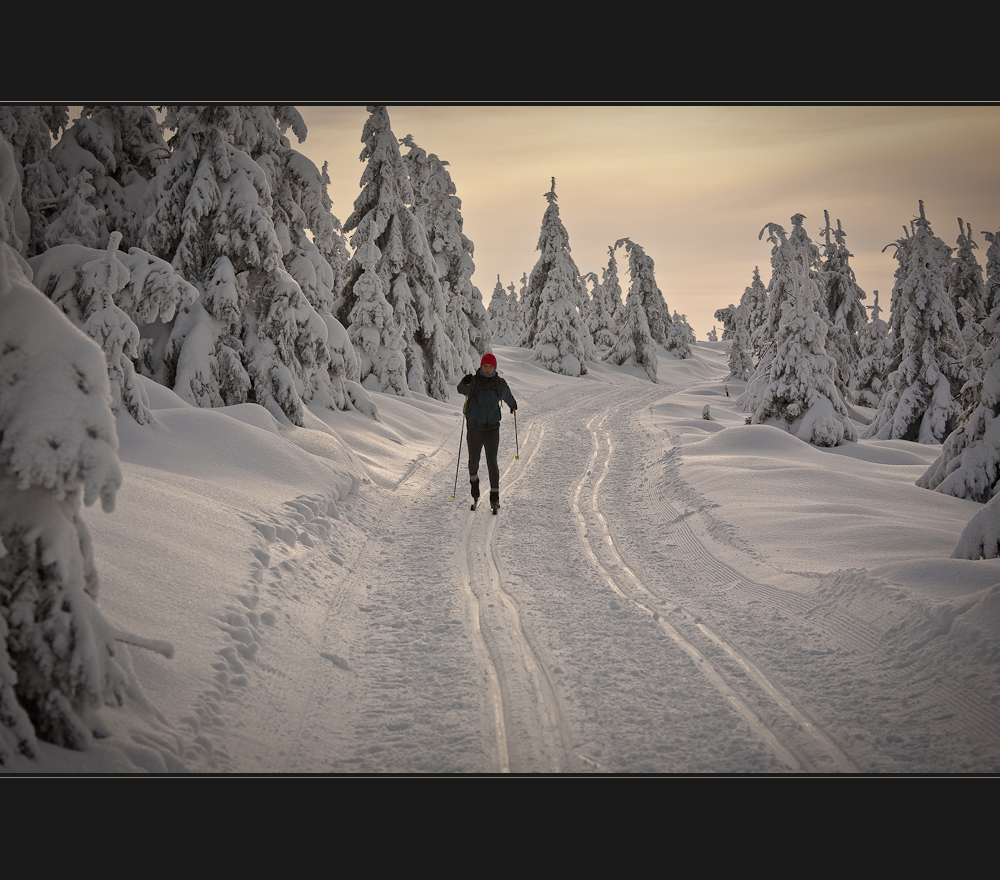 Vollgas im Winterwald