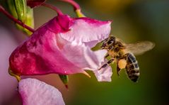 "VOLLGEBEUTELT" - in doppelter Hinsicht
