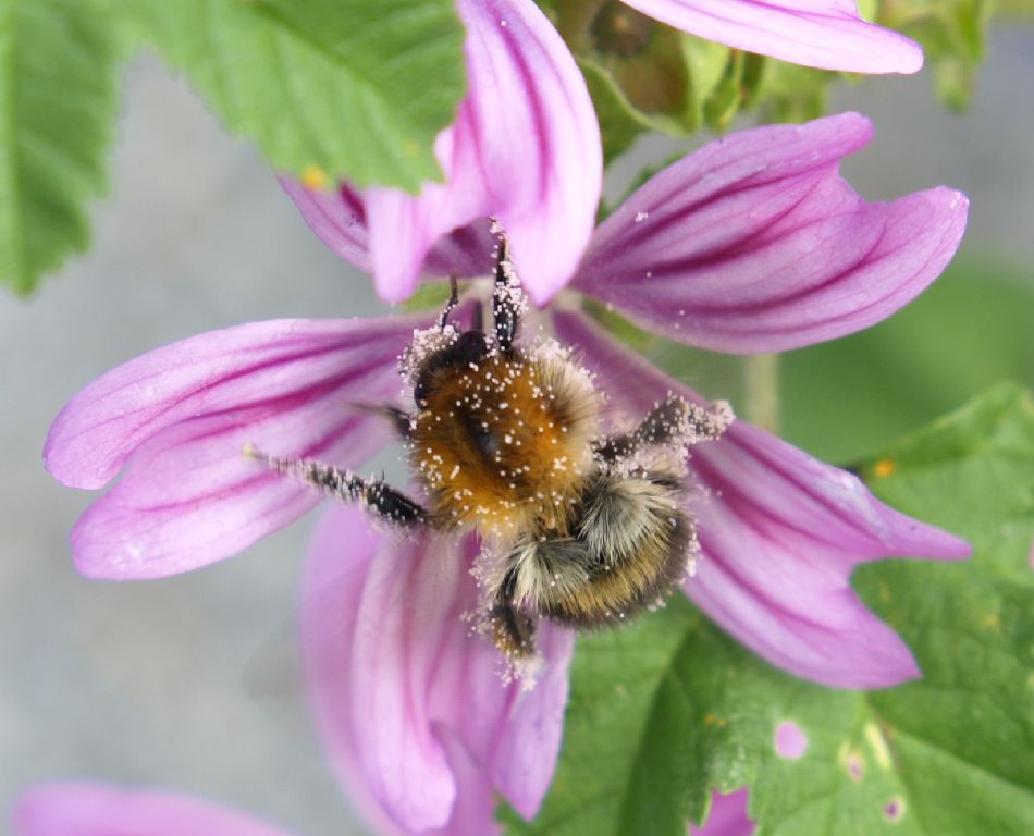 Vollge(blüten)staubt