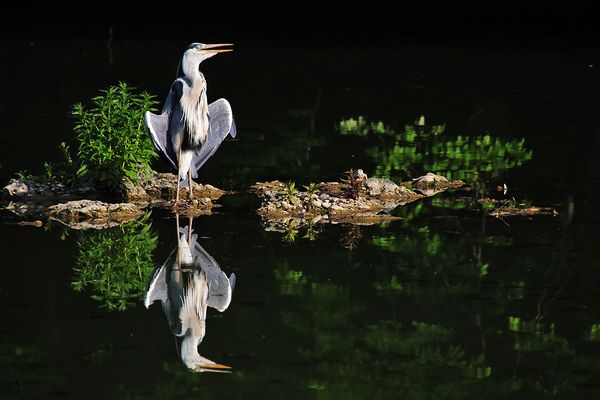 vollgefressen und von sich überzeugt.......