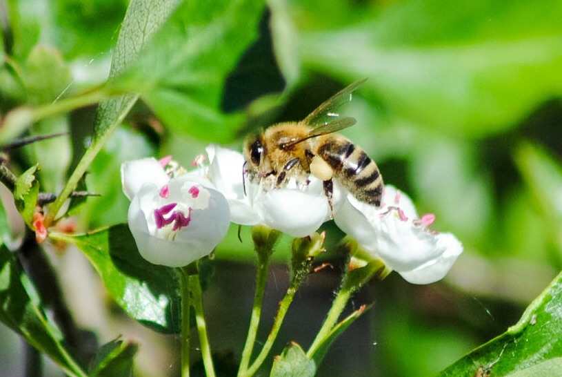 Vollgepacktes Bienchen