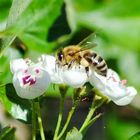 Vollgepacktes Bienchen