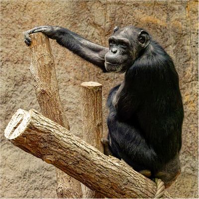 Vollkommen entspannt peilt der Schimpanse die Lage