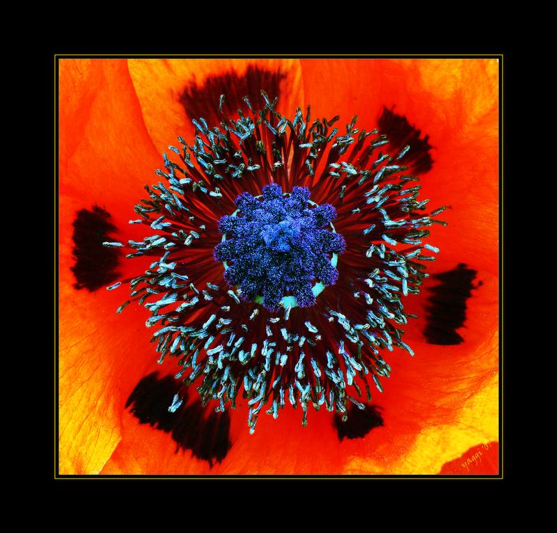 Vollmohn