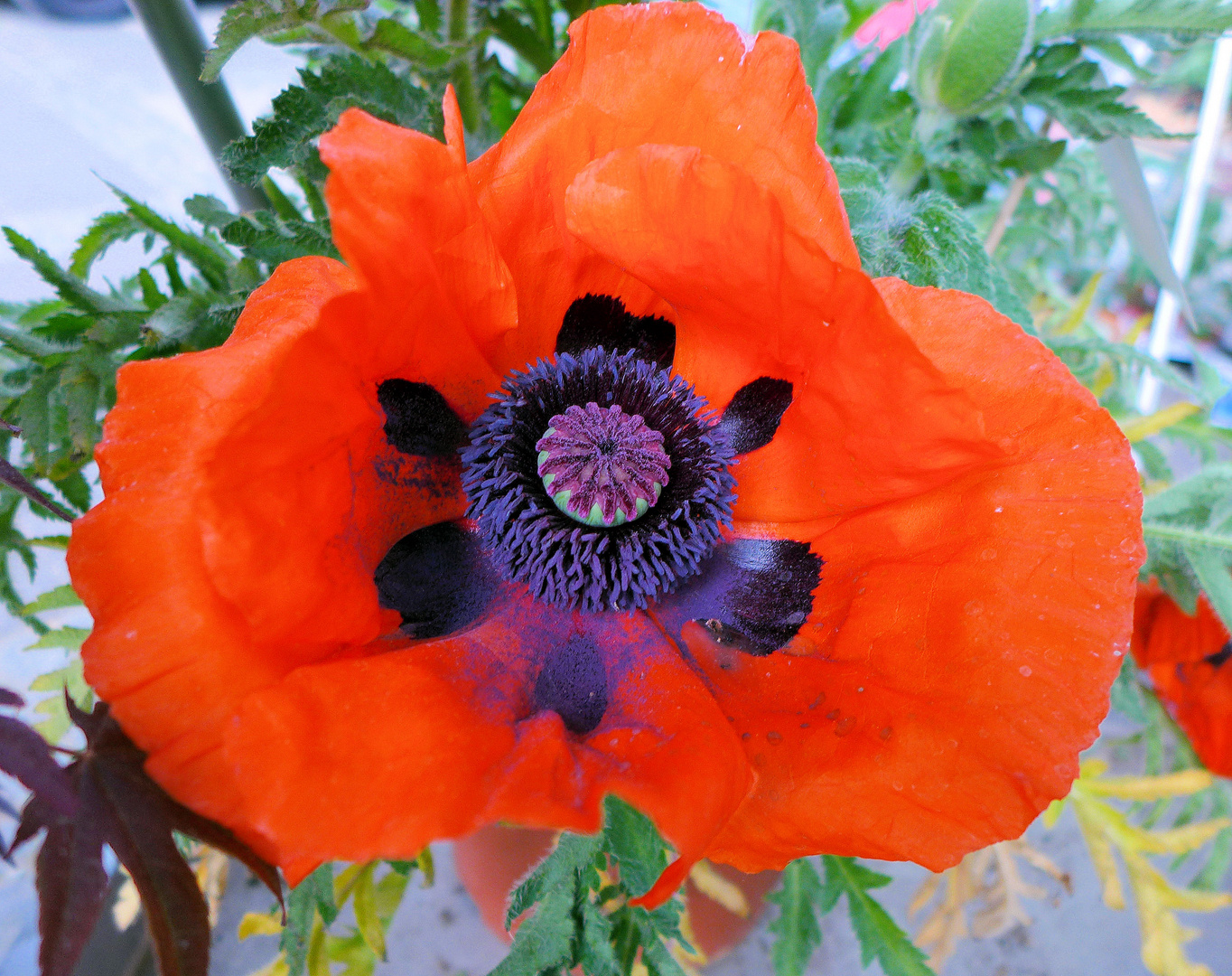 Vollmohn