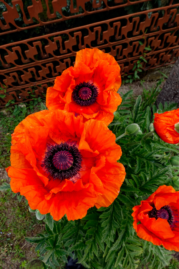 Vollmohn